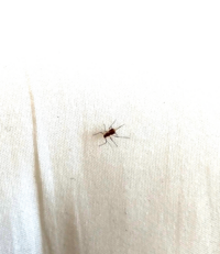 この虫は 何と言う虫ですか 刺したり 毒とかある危険な虫ですか Yahoo 知恵袋