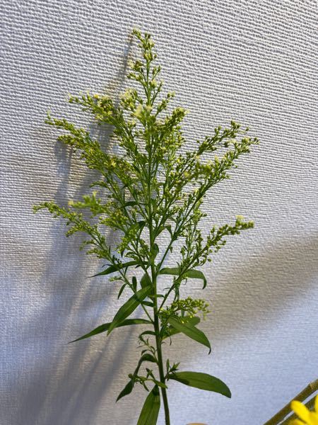 この植物はなんですか ソリダコという名前で切り花として流通して Yahoo 知恵袋