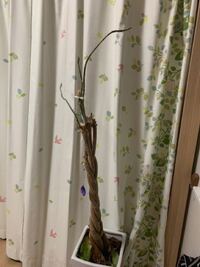 パキラの新芽が大きくなりません 昨年１０月頃に２号鉢の小さなパキラをもらい Yahoo 知恵袋