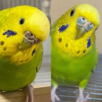 我が家ではコザクラインコを１羽飼っています 肩や腕に飛んできてくれ Yahoo 知恵袋