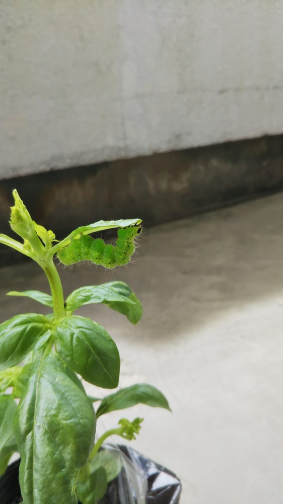 昨日購入したバジルの苗に大きな青虫 毛も少しあるので毛虫 がつい Yahoo 知恵袋