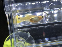 グッピーについてです 画像のようにグッピーのお腹にいくつか稚魚 Yahoo 知恵袋