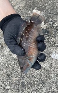 このお魚 なんて魚でしょうか 根ざかな用の仕掛けで テトラポッド付近 Yahoo 知恵袋