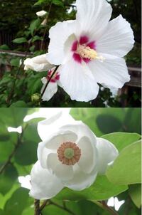 北朝鮮と韓国の国花についてです この国々はいわゆる 旭日旗 を Yahoo 知恵袋