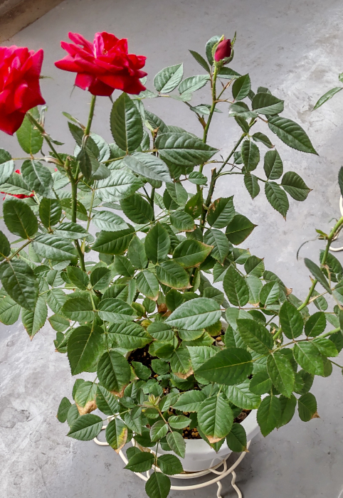 ミニバラの葉の周辺が茶変して枯れてきています 水不足でしょうか また 花 Yahoo 知恵袋