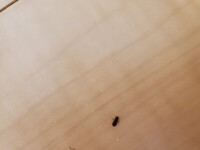 これはゴキブリの子供ですか 白い線はなく 黒 茶色で 触覚は短い 歩 Yahoo 知恵袋