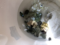 このタニシはメダカの水槽に入れても大丈夫でしょうか 川でタニシを拾いました 家 Yahoo 知恵袋