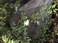 山間部で直径15センチ センチほどの白い繭のようなものを見つけました 昆虫 Yahoo 知恵袋