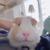 モルモットがよく鳴きます 要求はなんだと思いますか 生後３ヶ Yahoo 知恵袋