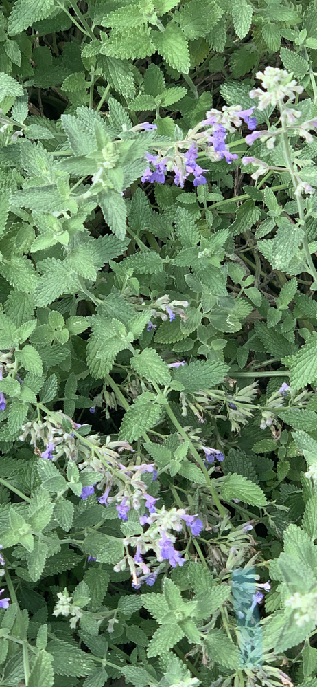 朝顔の水やりは いつまですればいいのでしょうか 花が咲かなく Yahoo 知恵袋