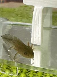 沼で泳いでいたところを捕まえたのですがこの生物はなんですか ウーパ Yahoo 知恵袋