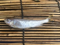 大阪の南部を流れる石川の上流でガサガサしてとった魚です 3年前は2cmくらいの Yahoo 知恵袋