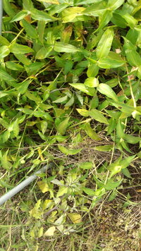 オヒシバという雑草に効く除草剤はなんですか 普通の除草剤ではあまり効き目が Yahoo 知恵袋