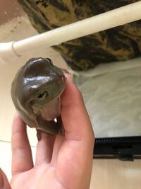 イエアメガエル三匹を飼育しています 最近 うち一匹を除いて 二匹が拒食状態にな Yahoo 知恵袋