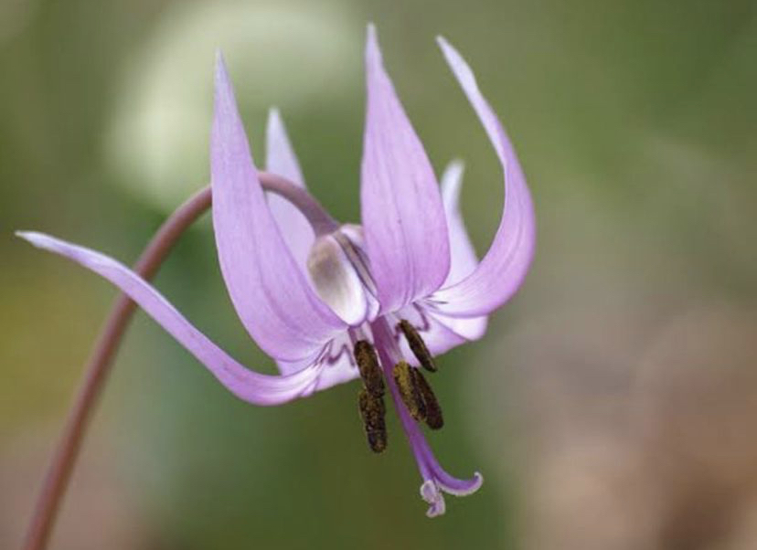 この花の名前と花言葉を教えてください カタクリの花ですね 花言葉 Yahoo 知恵袋