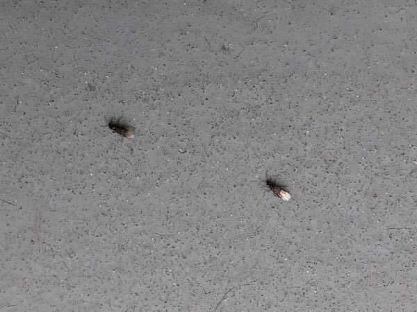 赤いトンボが福岡の空を舞っています 赤とんぼは秋のトンボと聞きますが Yahoo 知恵袋