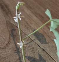 アイビーの水差しから植え替えの時期について 観葉植物のアイビーを水差ししていま Yahoo 知恵袋