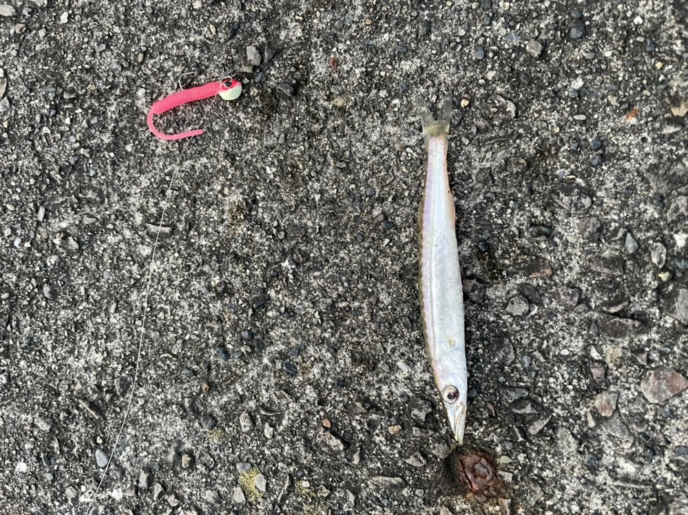 この魚はカマスの稚魚ですか それとも別の魚ですか カマスの稚魚 Yahoo 知恵袋