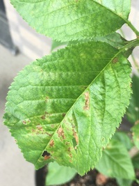 さくらんぼ さくらんぼ何故花が咲かないの教えて下さい剪定しないと駄目ですか Yahoo 知恵袋