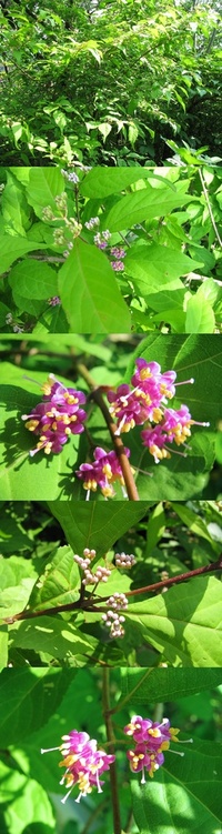 ６月の標高３００ｍ ４００ｍくらいの低山にあった植物です ゴマ粒ほど Yahoo 知恵袋