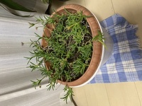 猫への植物について 猫を今家中解放していますが 調べたところユリ科の Yahoo 知恵袋