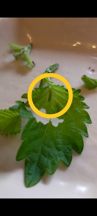 家庭菜園の大葉 青じそ の虫喰いに困っています ３週間前に初めて Yahoo 知恵袋