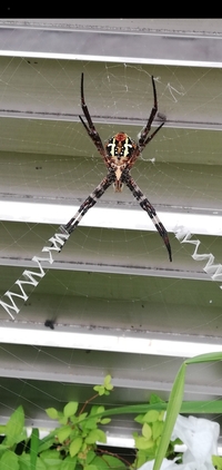 てへんに歩くという字で なんと読むのですか だれかわかる方 よろし Yahoo 知恵袋