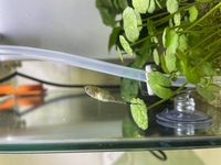 オトシンクルスは水草のコケをもふもふしてくれますか 居ないと水草はコケだらけに Yahoo 知恵袋