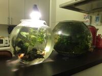 2週間前ピンポンパールと言う金魚の赤ちゃんを道の駅で6匹も買ってしま Yahoo 知恵袋