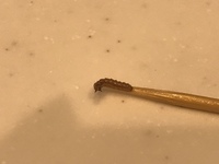 数日前から室内で小さな毛虫を見かけます 何の幼虫でしょうか 色が分か Yahoo 知恵袋