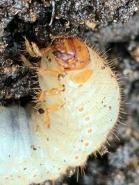 何虫の幼虫 ハナムグリかカナブンの幼虫です Yahoo 知恵袋