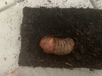 カブトムシの幼虫です これへ蛹化不全なのでしょうか 蛹化不全で Yahoo 知恵袋