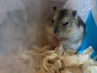 5日前から飼い始めたハムスターがハウスの外で寝ていました これって脈アリですか Yahoo 知恵袋