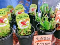 食虫植物のハエトリソウについて質問です 写真のようなハエトリソウを購入し Yahoo 知恵袋