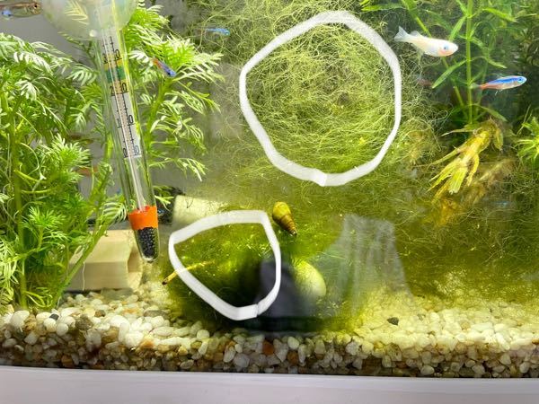 熱帯魚を飼っている水槽に 白丸で囲んだ 買った記憶の無い水草のよ Yahoo 知恵袋