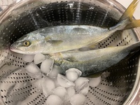 頂き物の魚なのですが 何の魚でしょうか また おすすめの食べ方があれば教えてい Yahoo 知恵袋