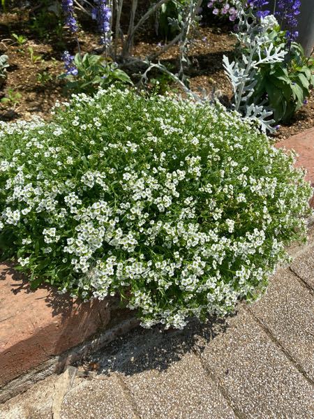 この花の名前を教えてください 白い小さい花 葉はふわふわした感じです ス Yahoo 知恵袋