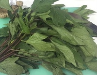 酢橘 すだち の木を10年前に植えたのですが まだ1度も花も咲きません どうし Yahoo 知恵袋