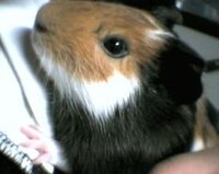 緊急です ハムスターが脱走してたところをさっき発見し ケージに帰しまし Yahoo 知恵袋