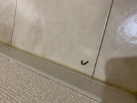 この虫はなんですか？また、考えられる侵入経路はありますでしょうか？ アパートの2階に住んでいます。窓は普段開けません。トイレにいました、、