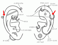 ピアスを開けたいのですが画像の矢印の部分は同じ穴ですか 開けるとした Yahoo 知恵袋