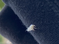 今朝ベランダに干してある服に付いていたのですが この綿みたいな白い虫は何という Yahoo 知恵袋
