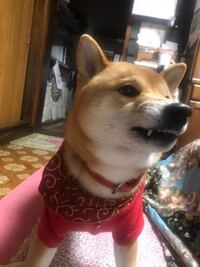 うちの柴犬のサブちゃんが雨の為初めて散歩拒否して家から出るの嫌がります 今まで Yahoo 知恵袋