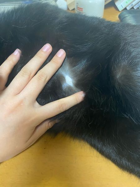 猫のお腹にこのようなものがありました。 - ここだけ毛が生えておらず 