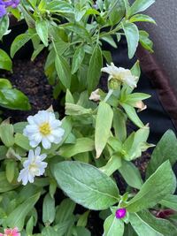花壇のジニアです 花や葉が 虫かなにかに食われたようになっています 何は Yahoo 知恵袋