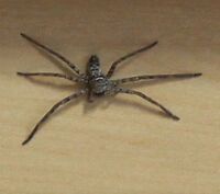 最近家に現れた蜘蛛なんですがアシダカにしては6cmくらいとさほど大きくなく6本 Yahoo 知恵袋