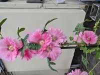 このピンク色の花は何ですか？
最近散歩しておりますと、そこかしこで見かける花があります。 高さは２〜３メートルくらい。西日本で、わりあい温暖な地域です。
お詳しい方、教えてください。