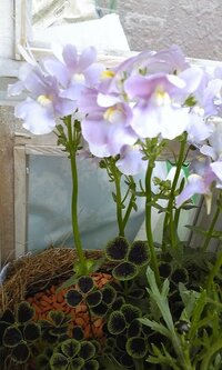ネメシアの花がら摘みの方法を教えて下さい 初めてネメシアを育て始めた Yahoo 知恵袋