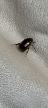 虫の画像あり 至急お願い致します 夜に干した洗濯物に虫がついてまし Yahoo 知恵袋