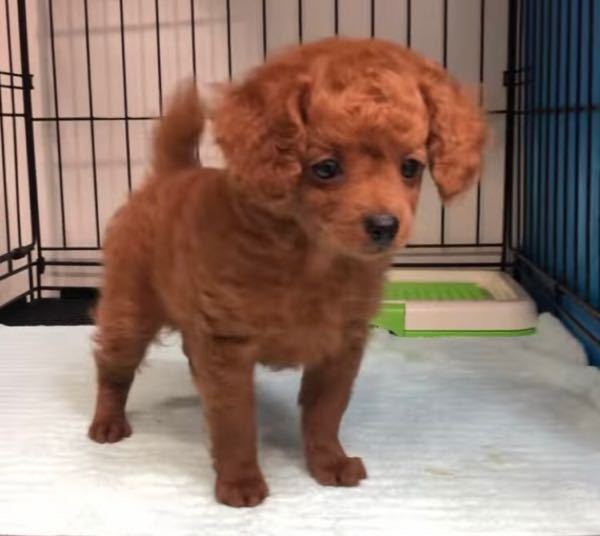 インスタで見つけた東京f市のブリーダーが載せてたトイプードルなんです Yahoo 知恵袋